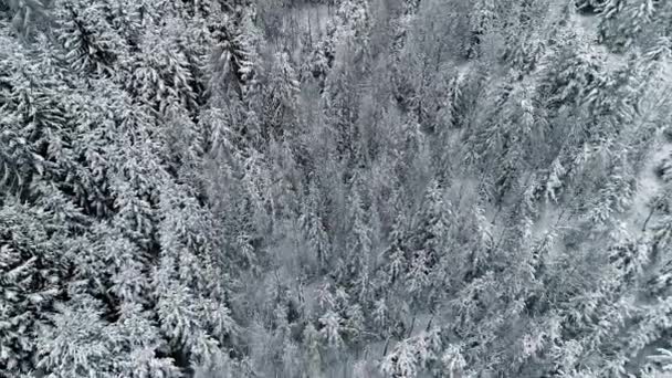 Dense Abete Rosso Coperto Neve Parco Forestale Invernale Inclinazione Aerea — Video Stock