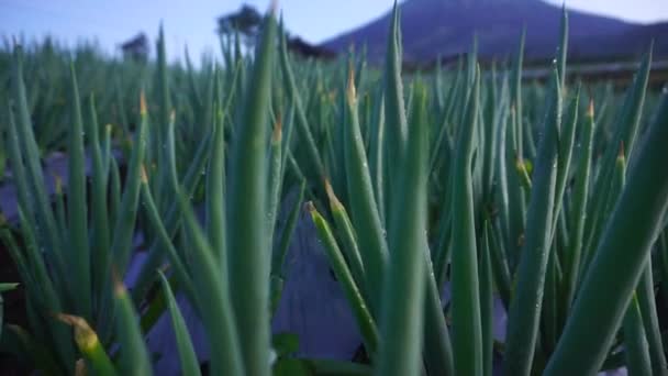 Vacker Närbild Skott Går Genom Grönska Lök Plantage — Stockvideo