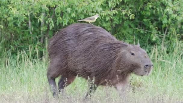 大人のキャピバラの背中に牛のタイラント鳥が乗っています — ストック動画