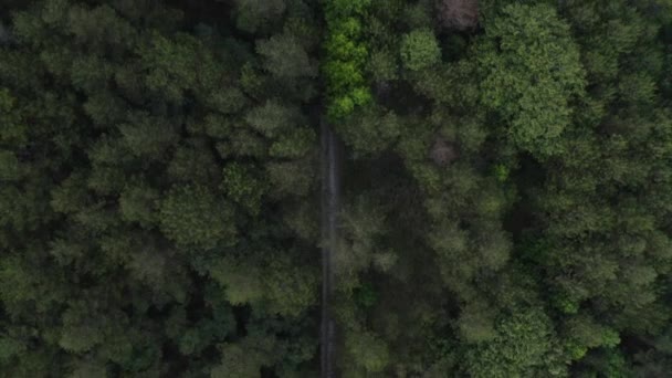 Road Dense Green Forest Coyomeapan Mexico Aerial Top View — 图库视频影像