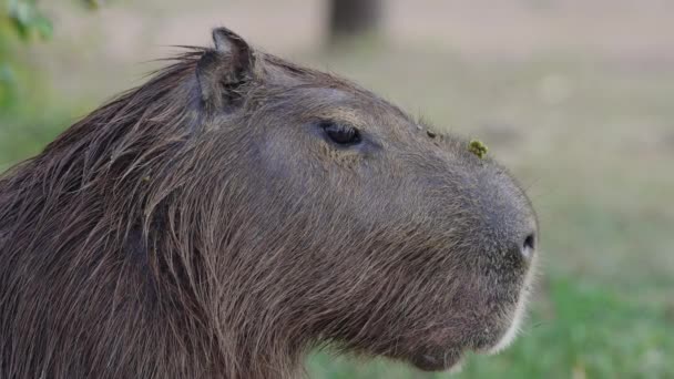 Sinekleri Caydırmak Için Yüzünü Hareket Ettiren Bir Capybara Nın Yakın — Stok video