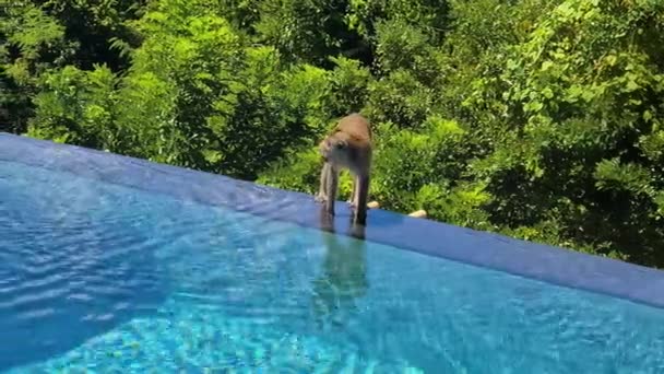 Macaque Monkey Bij Infinity Pool Border Luxury Resort Drinkwater — Stockvideo