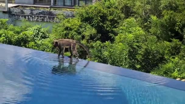 Śmieszne Macaque Monkeys Basen Luxury Hotel Pływanie Bieganie — Wideo stockowe