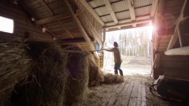 Handheld Vrouwelijke Boer Harkt Hooi Uit Balen Koeien Voeren — Stockvideo