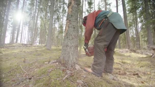 Handheld Lens Flare Slomo Első Vágás Száron Keresztül Svédország — Stock videók
