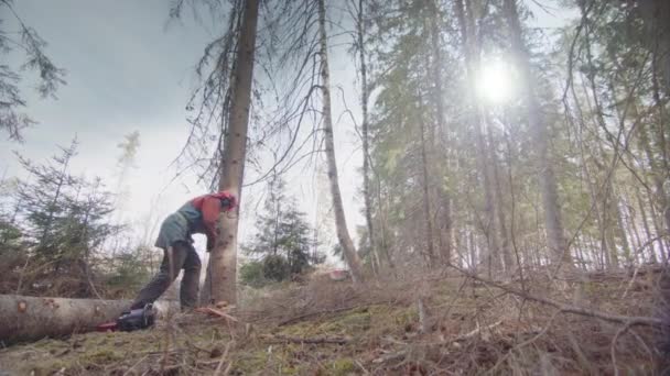 Slow Motion Lens Flare Cut Tree Falls Man Steps Back — Stock Video