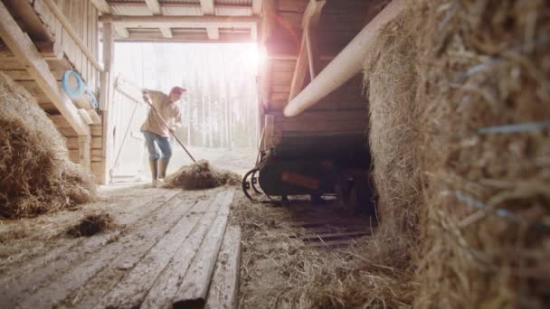 Slow Motion Lens Flare Farmer Fluffs Hay Old Rustic Barn — Stockvideo