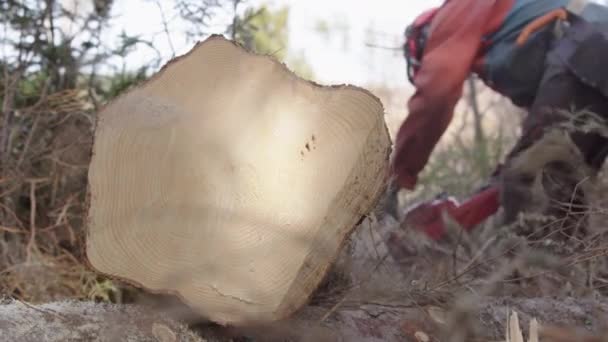 Cerrar Los Anillos Claros Del Árbol Derribado Que Muestra Edad — Vídeo de stock