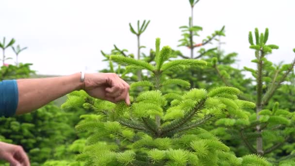 労働者は象徴的な形を保つためにクリスマスツリーの新しい芽を手動でトリミングする スタティックメディア — ストック動画