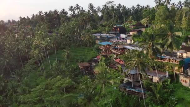 Nascer Sol Cafés Tegallalang Arroz Terraço Ubud Bali Aéreo — Vídeo de Stock