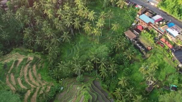 Top View Tegallalang Rice Terrace Sunrise Field Coconut Trees Aerial — Video Stock