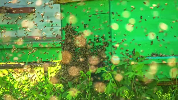 Close Shot Swarm Bees Buzzing Green Beehive Boz Daytime Timelapse — Stockvideo
