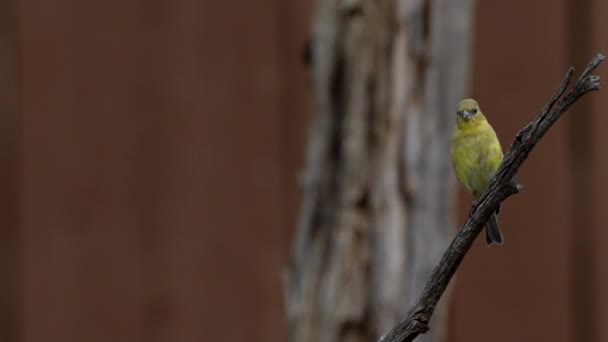 Goldfinch Sitting Branch Flies Away — 图库视频影像