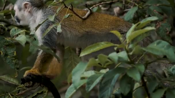 Static Shot Squirrel Monkey Saimiri Costa Rica Walking Tree — Stockvideo