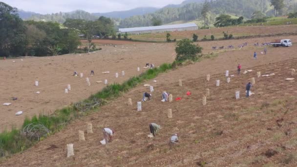 Lavoratori Che Lavorano Sodo Raccolta Delle Patate Agroalimentare Domenicano — Video Stock