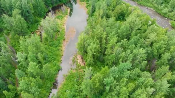 Drone Video Cottonwood Tree Forest Troublesome Creek Denali State Park — стокове відео