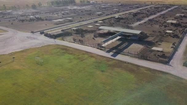 Aerial View Feedlot Cows Rural Setting — Vídeos de Stock