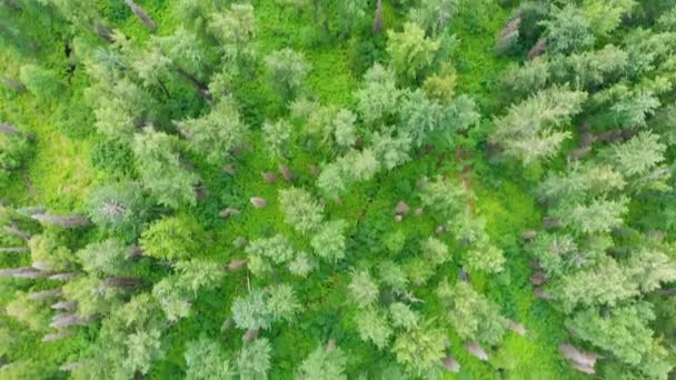 Drone Video Cottonwood Trees Cow Parsnip Troublesome Creek Denali State — Vídeo de Stock