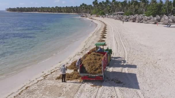 Sargassum Algae Being Removed Tourist Beach Caribbean Aerial — Wideo stockowe