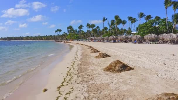 Wodorosty Morskie Sargassum Ułożone Hałdach Celu Usunięcia Plaży Turystycznej Antena — Wideo stockowe