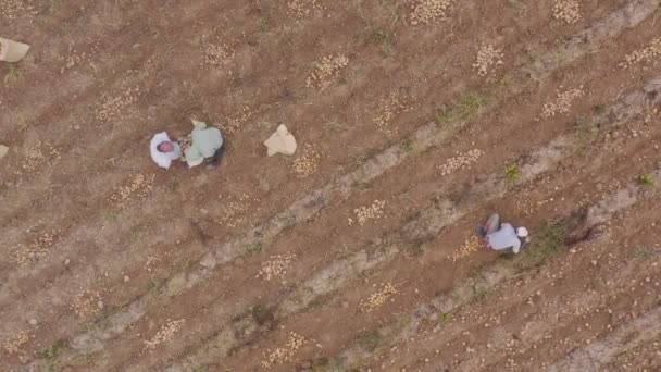 Вид Воздуха Рабочие Собирают Картофель Сухих Сельскохозяйственных Угодьях — стоковое видео