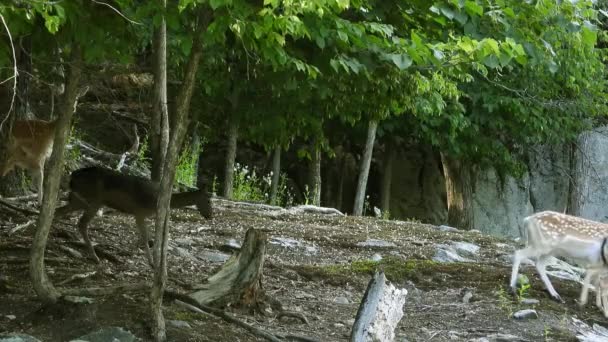 Parcela Małego Jelenia Przechadzającego Się Przez Las Potem Zatrzymującego Się — Wideo stockowe