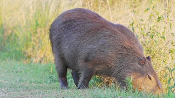 Dev Tüylü Kemirgen Capybara Hidrokorisi Yerde Yeşil Bitki Aramakla Meşgul — Stok video