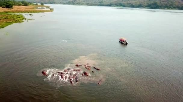 Família Hipopótamos Rio Nilo Com Barco Turístico Vela Uganda África — Vídeo de Stock