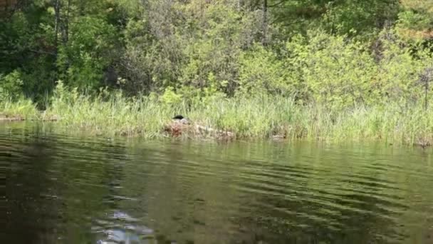 Common Loon Sitting Her Nest Shore Lake Vermilion Northern Minnesota — Wideo stockowe