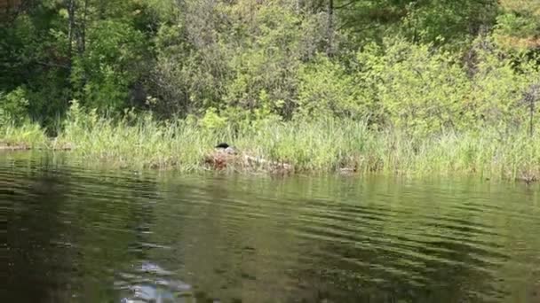 Лоон Сидить Своєму Гнізді Біля Берега Озера Вермільйон Півночі Міннесоти — стокове відео