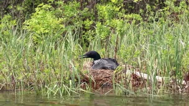 Common Loon Sitting Her Nest Reeds Shore Lake Vermilion Northern — Vídeo de Stock