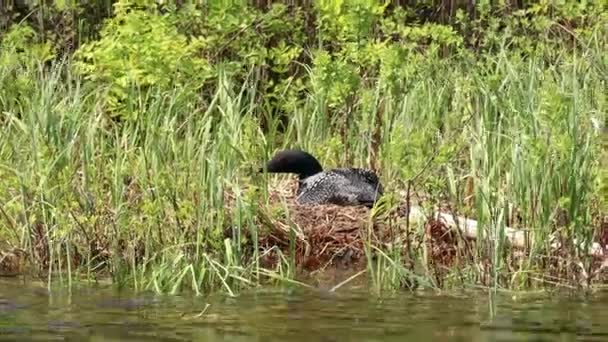Common Loon Sitting Her Nest Reeds Shore Lake Vermilion Northern — Vídeo de Stock