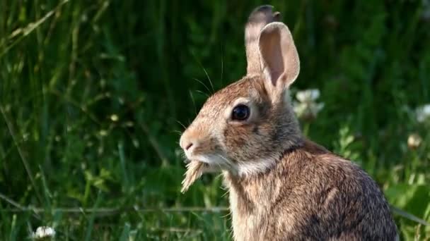 Cottontail Rabbit Chews Grass Amongst Green Vegetation Background Examines Its — Stock video