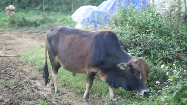 Hunchback Cow Vietnam Grazing Grass — 图库视频影像