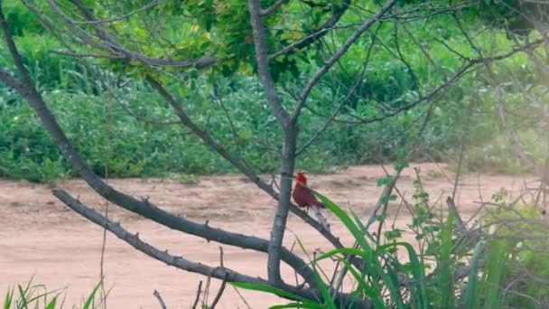 Red Cardinal Bird Tropical Colorful Perch Green Leaves Tree Mexico — Video Stock