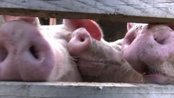 Schwein Aus Biolandwirtschaft Pork Organic Farming Alpschwein — Video Stock