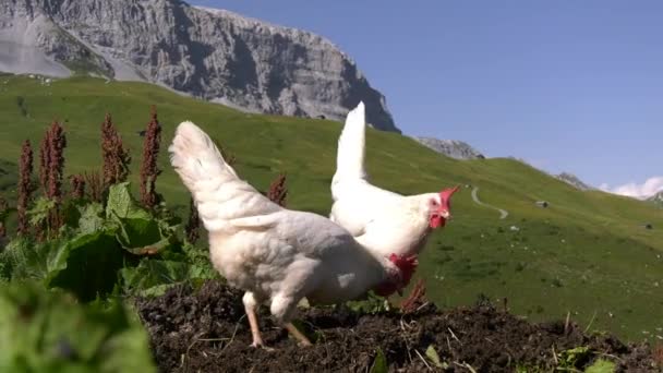 Glckliche Hhner Pollos Felices Freilandhner Freilandeier Huevos Corral Pollos Corral — Vídeos de Stock