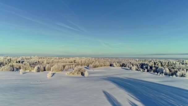 High Winter Wonderland Evergreen Forest Winter Day Aerial Slow Flyover — Stock video