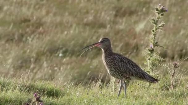 Eurasian Curlew Upland Breeding Grounds North Pennines — Stockvideo