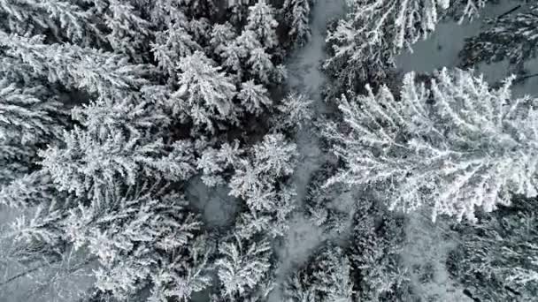 Looking Straight Frozen Forest Winter Tall Frosted Trees Aerial Bird — Stockvideo