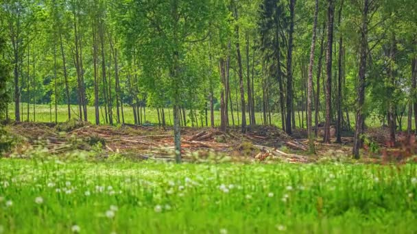 Small Logging Truck Loader Stacking Logs Harvested Forest Time Lapse — Vídeo de Stock