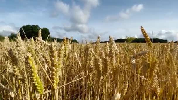 Tarweveld Waait Zachtjes Wind Een Zomerse Ochtend — Stockvideo