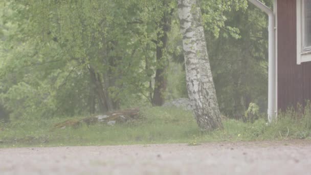 Extrem Wetter Ein Kleines Kind Fährt Bei Starkem Regen Mit — Stockvideo