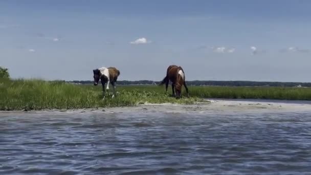 Two Wild Horses Walk Eat Bay Edge — Stockvideo