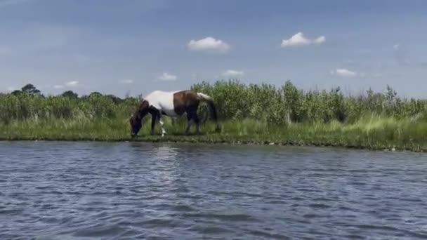 Wild Horse Feeds Edge Shallow Bay Shore — Stockvideo