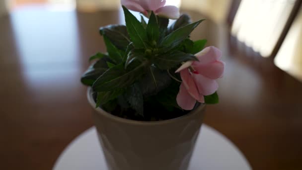 Potted Impatiens Flower Turning Full View — Vídeos de Stock