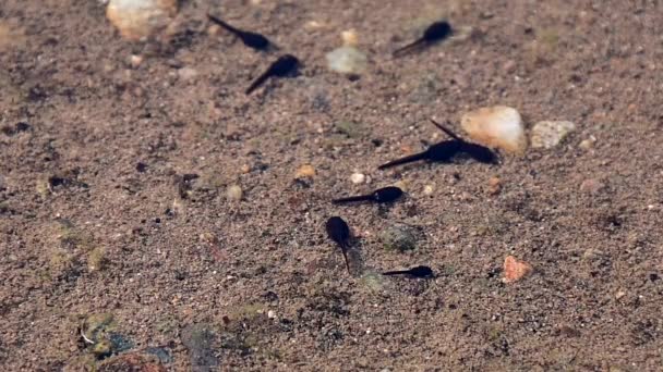 Tadpoles Bottom River — Stockvideo