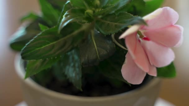Potted Impatiens Flower Turning Full Detail See Stigma Macro Close — Stockvideo