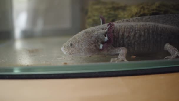 Axolotls Staying Still Fish Tank — Stok video