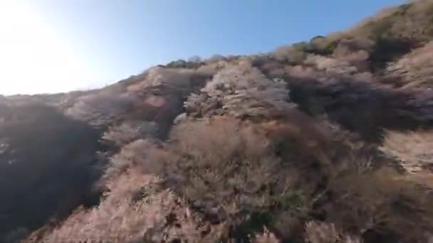 Japan Kirschblütenberg Fpv Drohne — Stockvideo